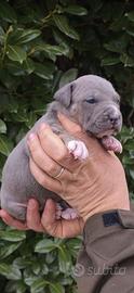 Super cuccioli pitbull disponibili