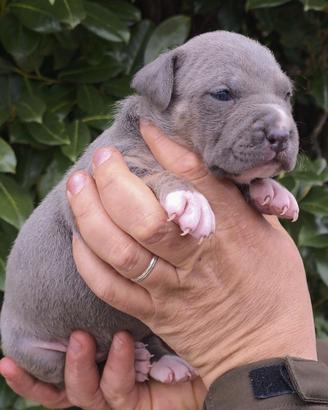 Super cuccioli pitbull disponibili