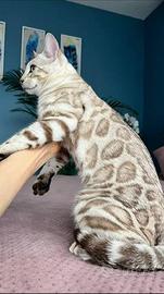 Coppia di bengal