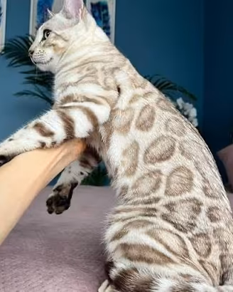 Coppia di bengal