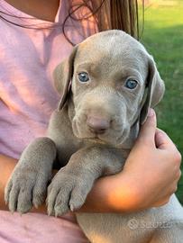 Cuccioli weimaraner