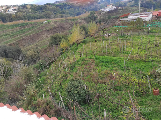 Terreno agricolo recintato