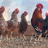 Avicoli millefiori di lonigo