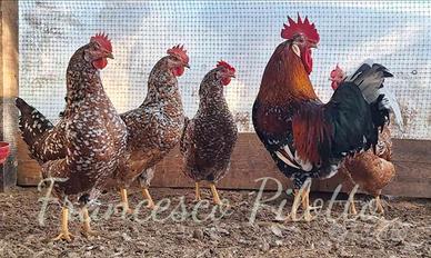 Avicoli millefiori di lonigo