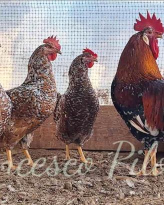 Avicoli millefiori di lonigo