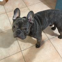 Bulldog francese per monta