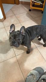 Bulldog francese per monta