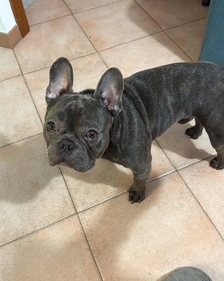 Bulldog francese per monta