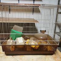 Gabbietta per uccelli