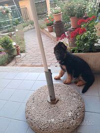 Cuccioli pastore tedesco
