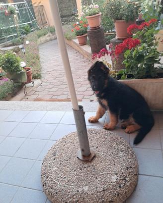 Cuccioli pastore tedesco