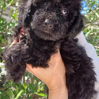 Cuccioli di barboncino