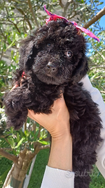 Cuccioli di barboncino