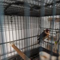 Tolgo l'ultimo Novello anellato 2025