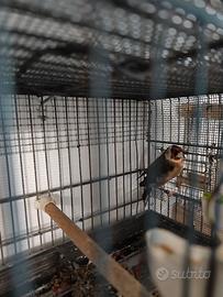 Tolgo l'ultimo Novello anellato 2025