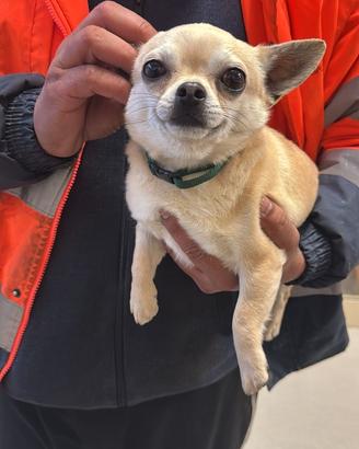 Chihuahua toy