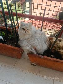 Gatta persiana