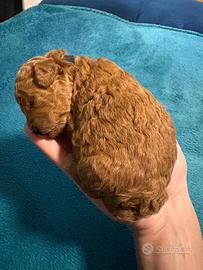 Cucciole di' barboncini toy