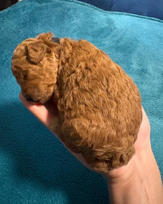 Cucciole di' barboncini toy