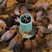 Galli galline olive Egger