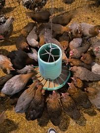 Galli galline olive Egger