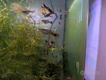 Piante e pesci acquario