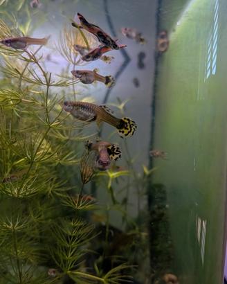 Piante e pesci acquario