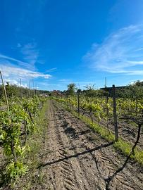 Terreno con uliveto e vigneto
