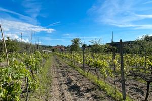 Terreno con uliveto e vigneto