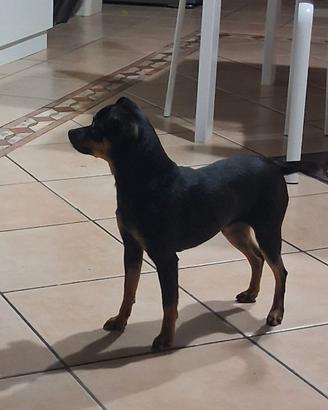 Pincher toy maschietto per accoppiamento