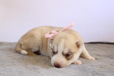 Husky Encii con pedigree
