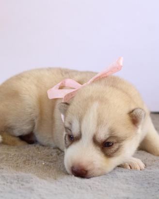 Husky Encii con pedigree