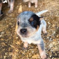 Australian cattle dog/ Pastore australiano