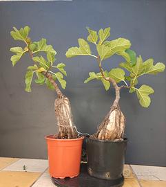 Bonsai