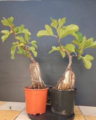 Bonsai