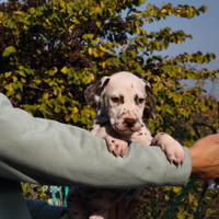 Dalmata con pedigree