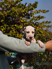 Dalmata con pedigree