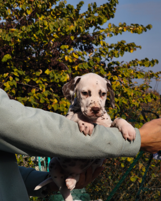 Dalmata con pedigree