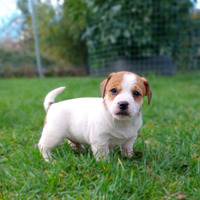 Jack Russell