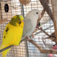 Inseparabile rosecolly e cocorita