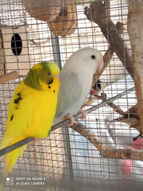 Inseparabile rosecolly e cocorita