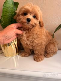 Maltipoo