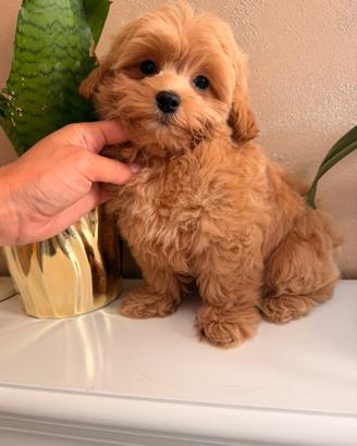 Maltipoo