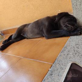 Labrador color cioccolato