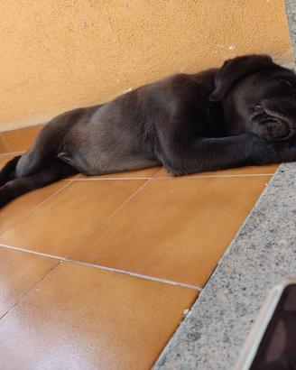 Labrador color cioccolato