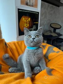 British shorthair blue