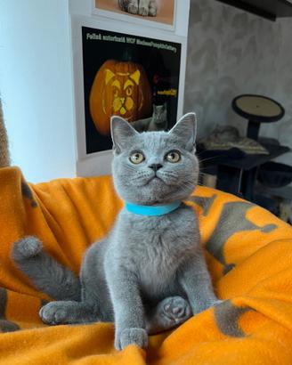 British shorthair blue
