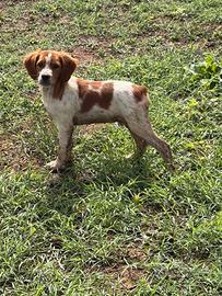Cucciolo Ep Breton