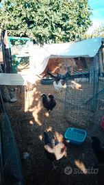Olandesino ciuffato e 2 galline