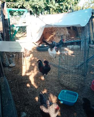 Olandesino ciuffato e 2 galline